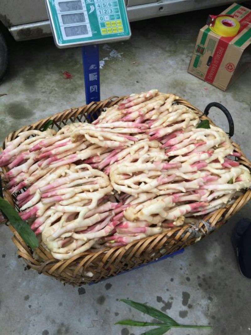 子姜