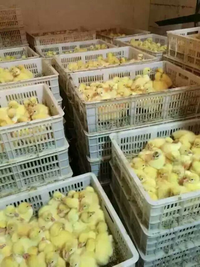 鹅苗250g以下