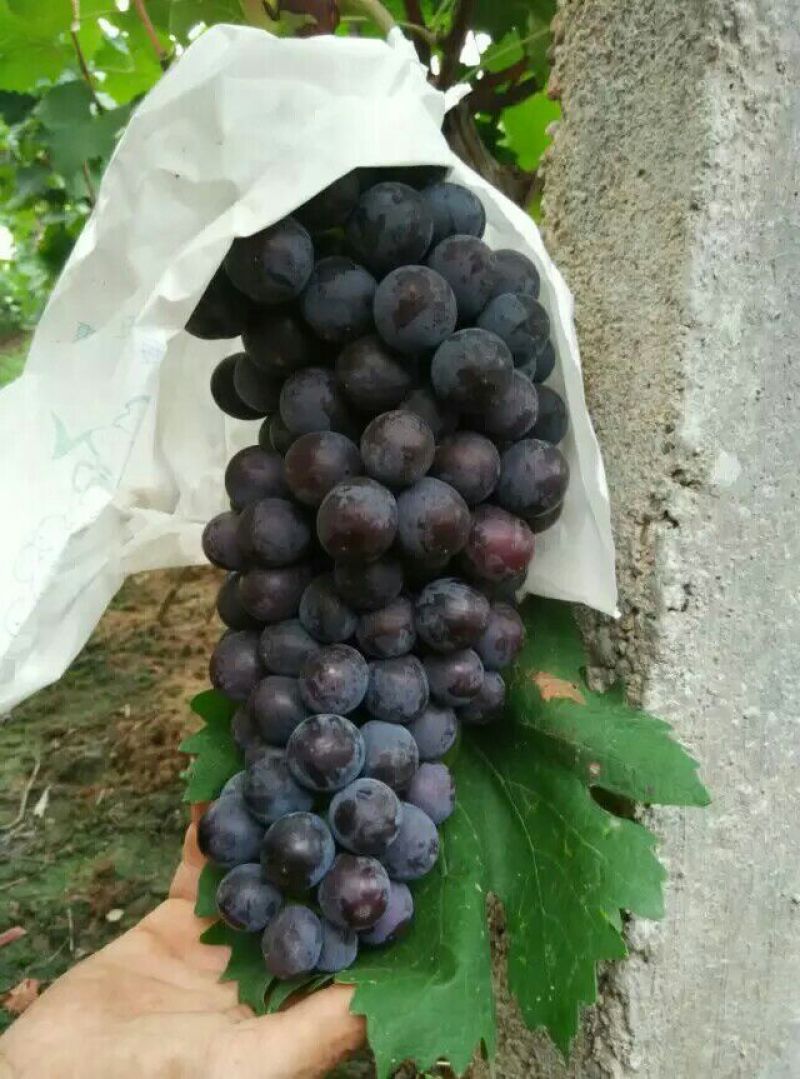 夏黑葡萄苗免费技术指导