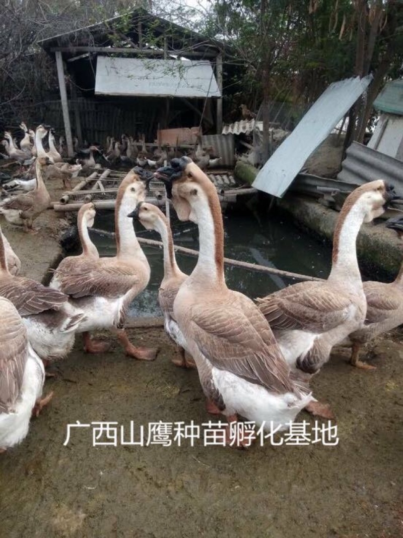 狮头鹅苗