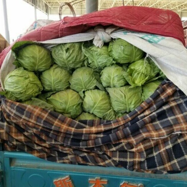 绿甘蓝，中甘21，颜色鲜绿