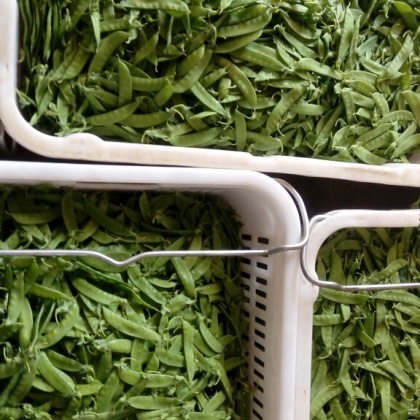 荷兰豆云南昆明安宁市_批发_供应-一亩田农业