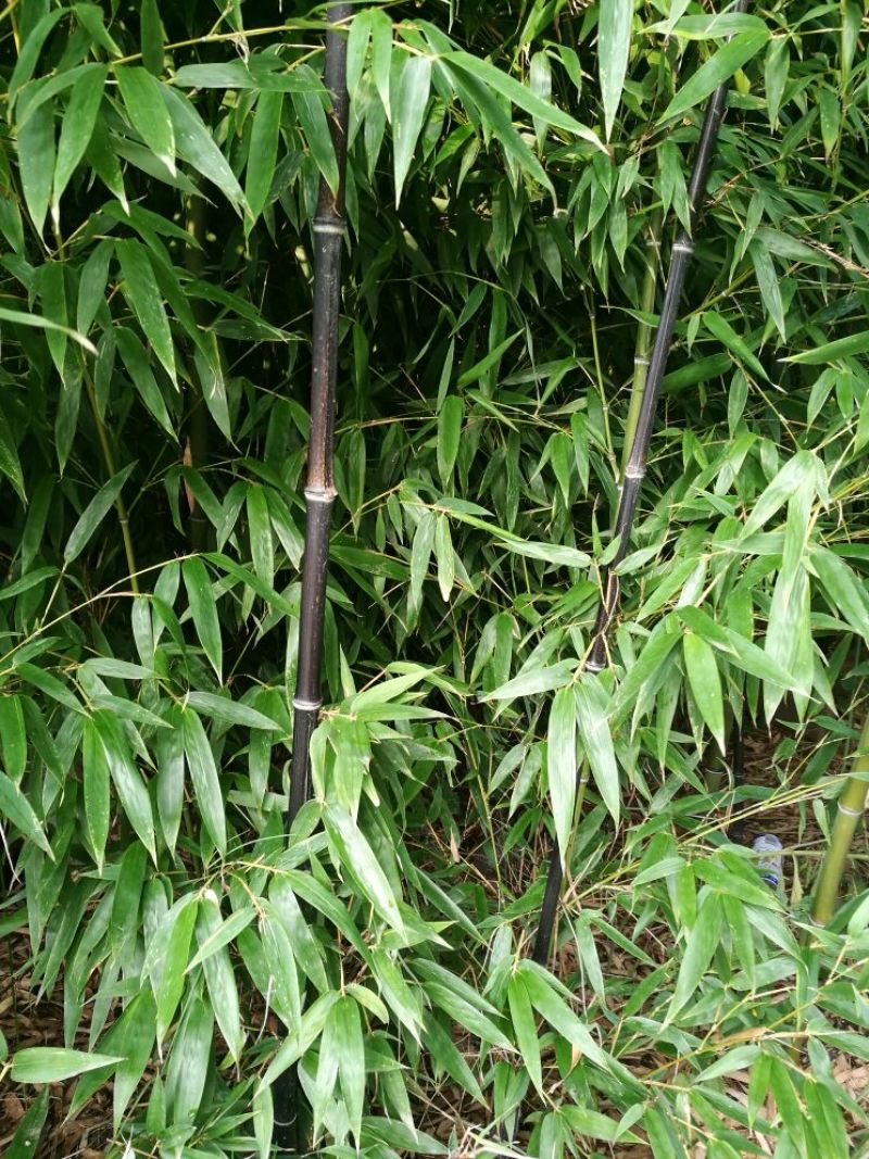 紫竹3~4m