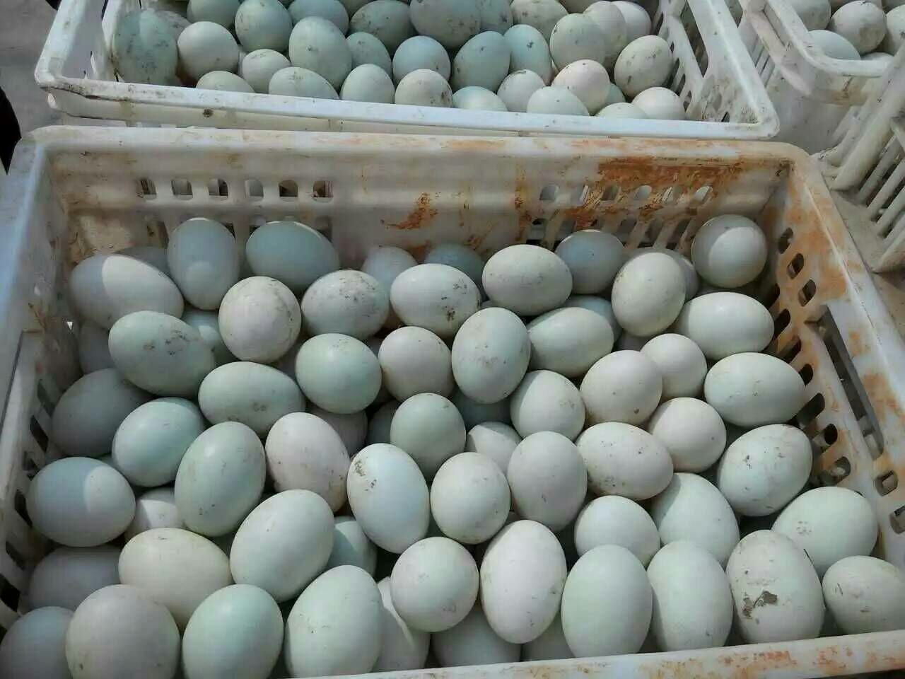 土鸭蛋河南商丘虞城县_批发_供应-一亩田农业