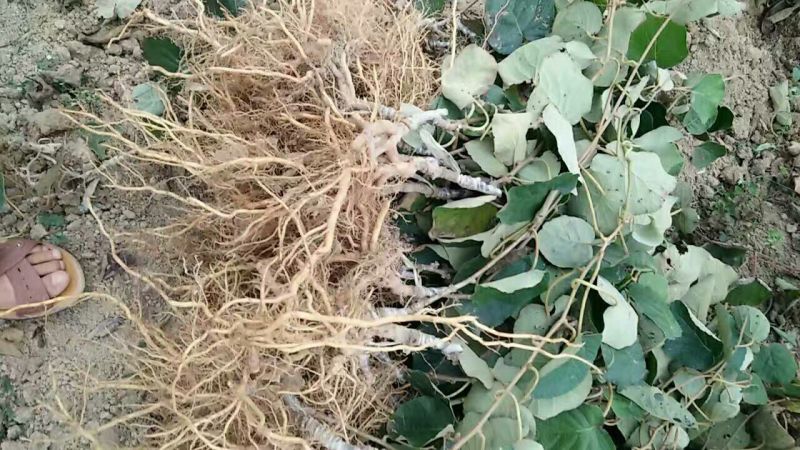 【精品】永顺猕猴桃种植合作社东红猕猴桃树苗水杨桃嫁接苗