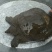 山瑞鳖2.5~3斤