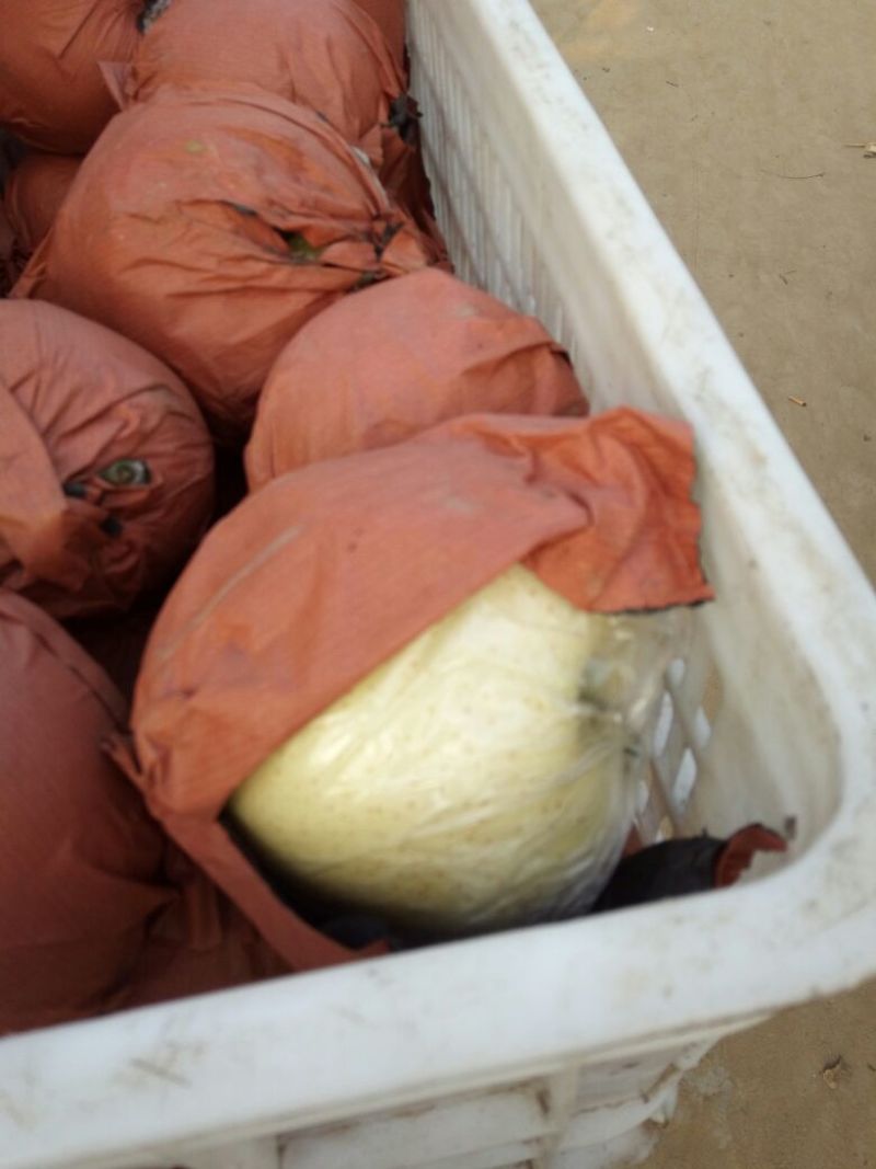 黄金梨250~300g纸袋