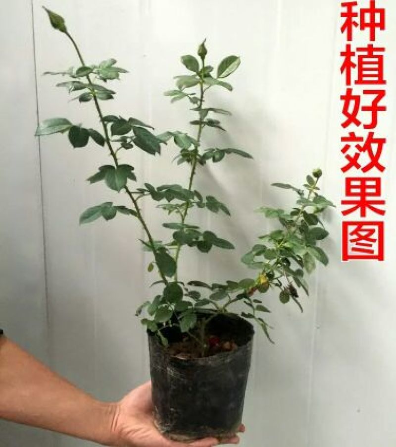 玫瑰花玫瑰花苗带花苞花卉观花绿植物室内阳台盆栽大花月季