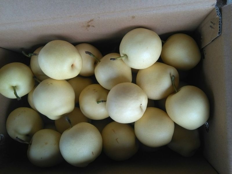 皇冠梨400~450g纸箱
