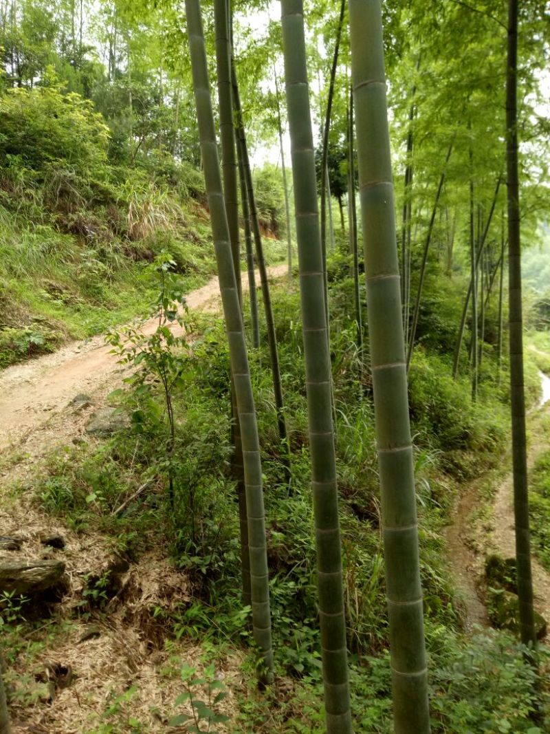 楠竹