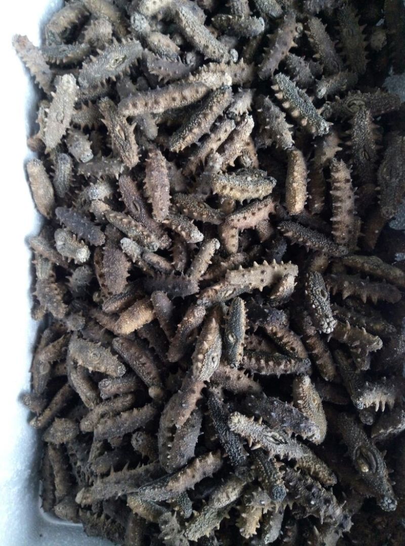 海参食用即食