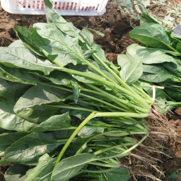 黑叶菠菜20~25厘米