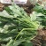 黑叶菠菜20~25厘米