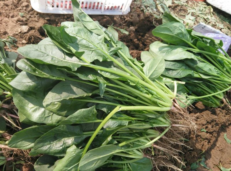 黑叶菠菜20~25厘米