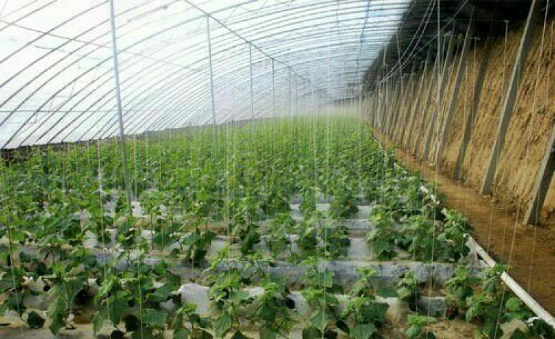 钢架大棚蔬菜大棚温室大棚