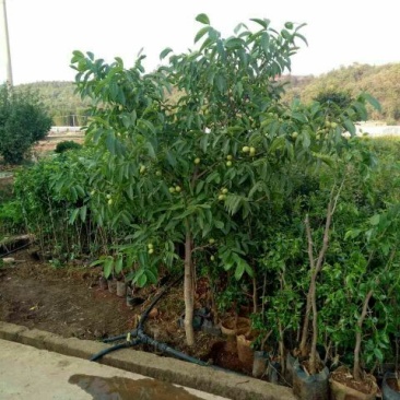 薄皮核桃接穗50~100cm一年苗