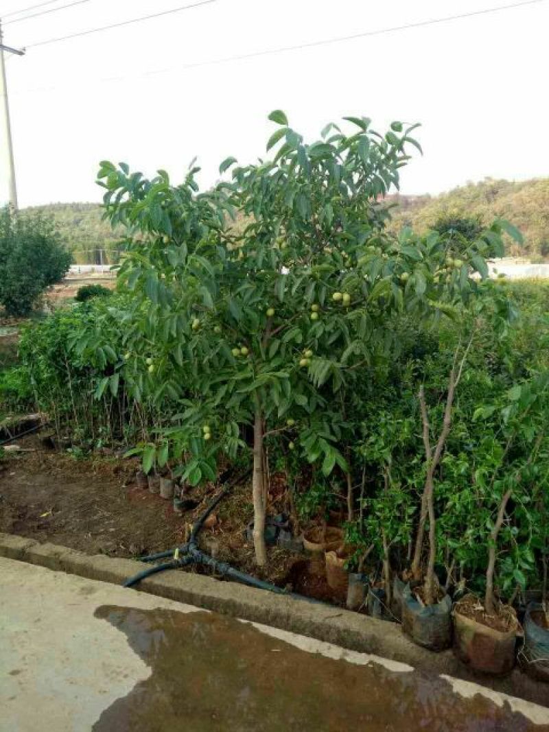 薄皮核桃接穗50~100cm一年苗