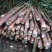 苦笋10~25cm以上