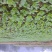 芥菜头7两以上