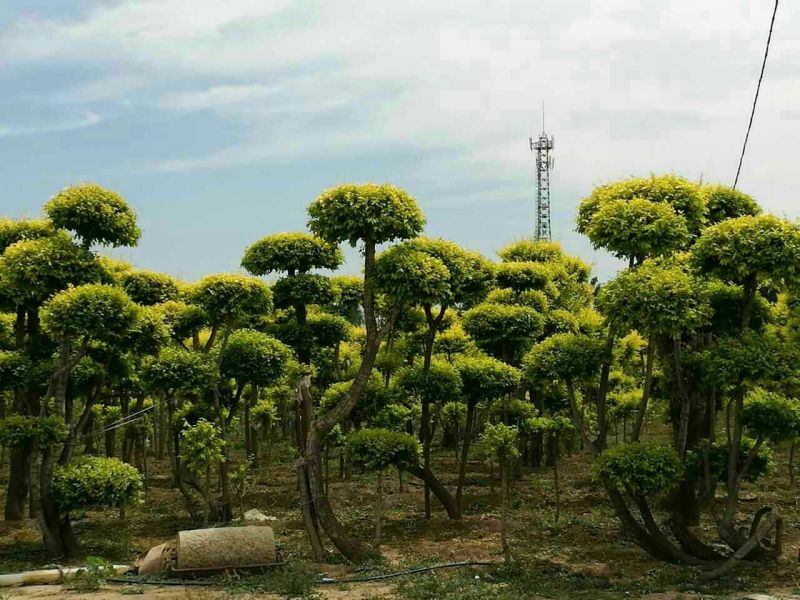 造型松12公分