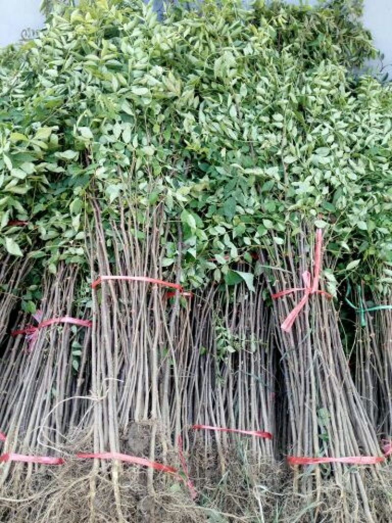 花椒苗0.5~1年