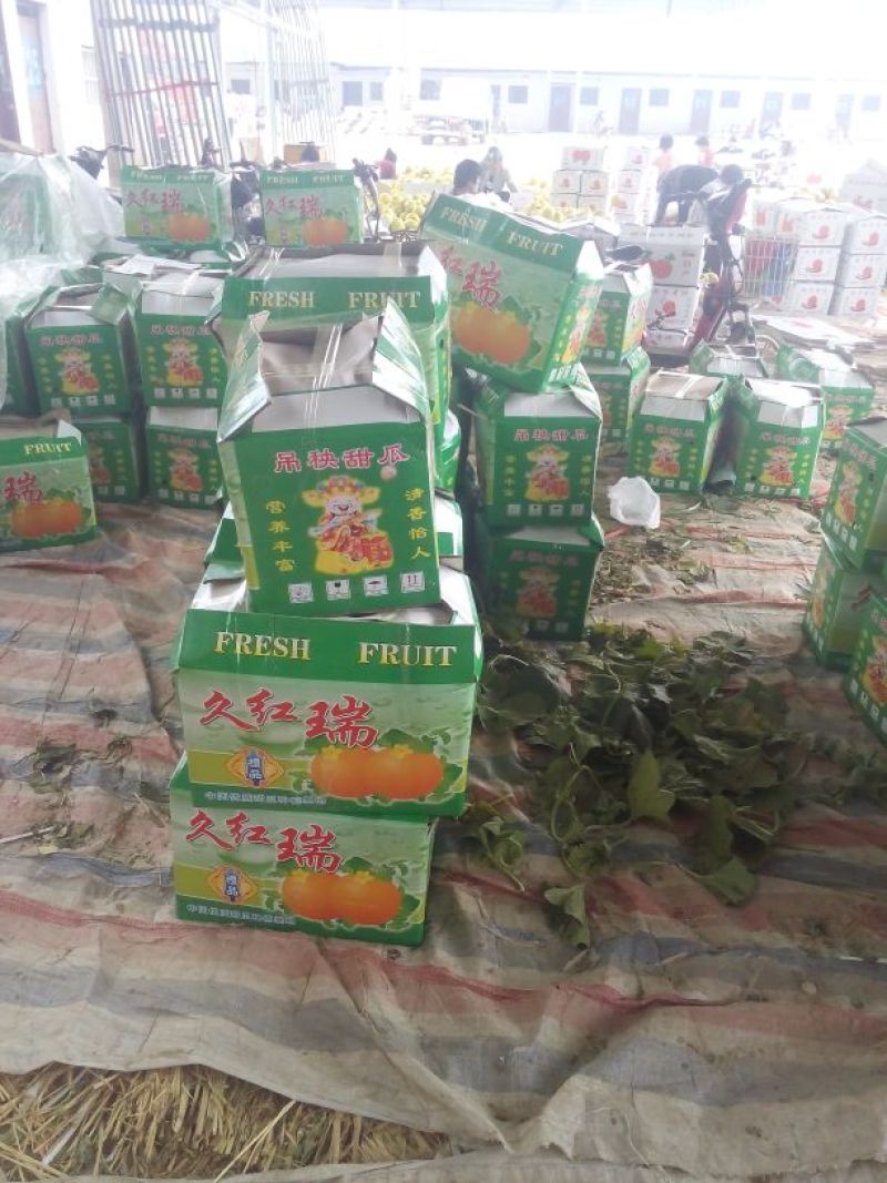 久红瑞甜瓜，好货糖度高，二斤以上