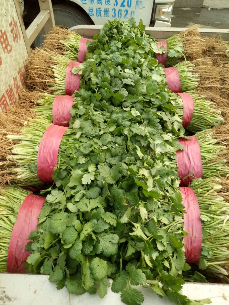 【牛年大促】大叶香菜质量优货源充足量大从优装车团队