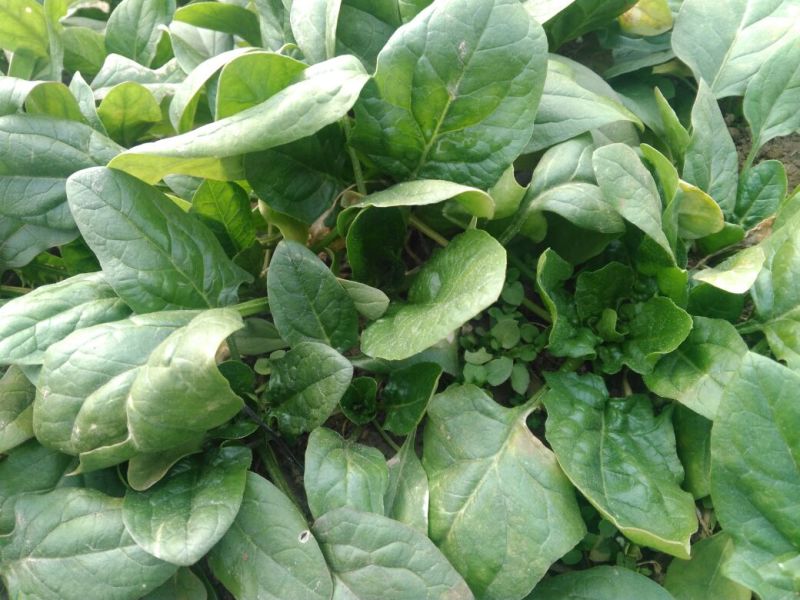 越冬菠菜15~20厘米