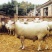 肉牛200~300斤