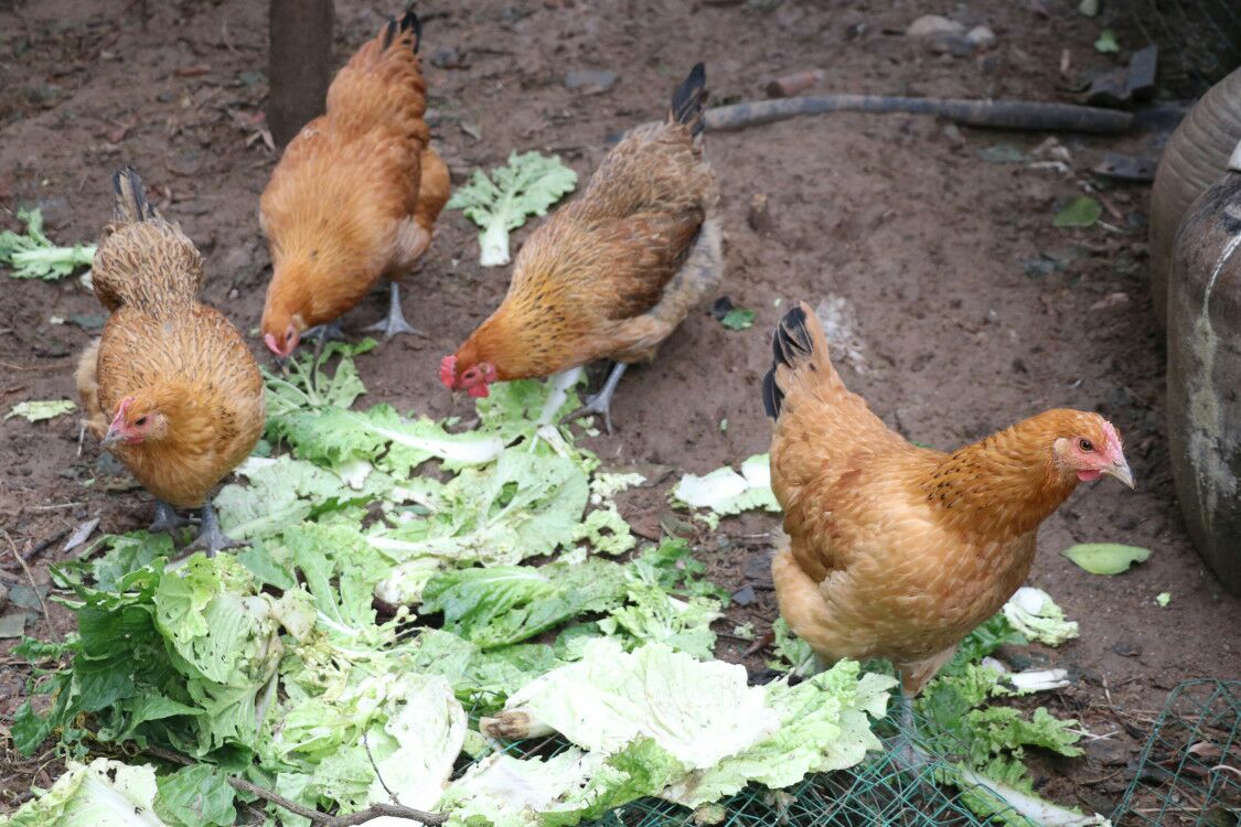 固始鸡12月以上