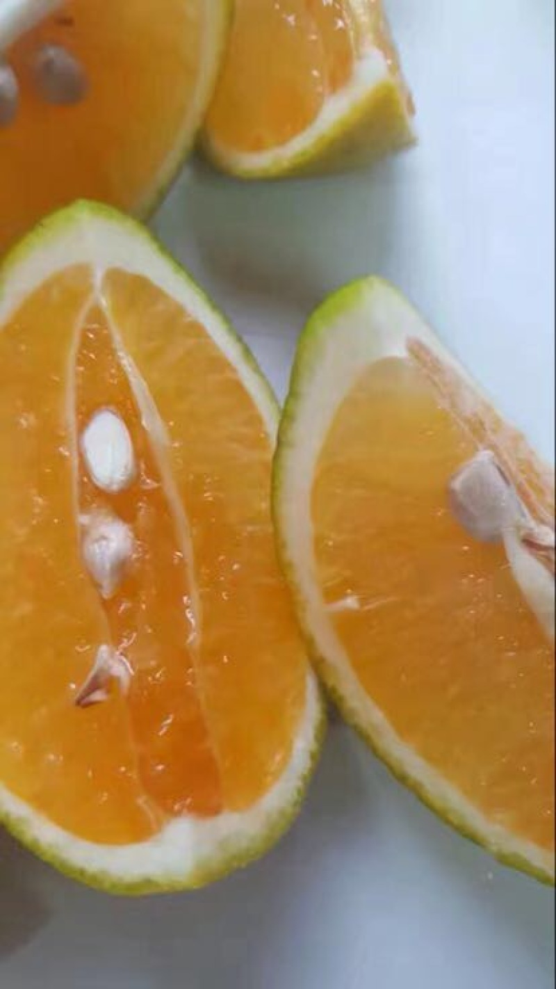 红江橙苗