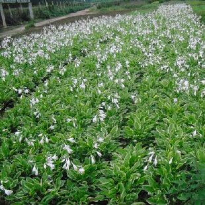 白玉簪价格宿迁苗圃货高质量低价格无中介