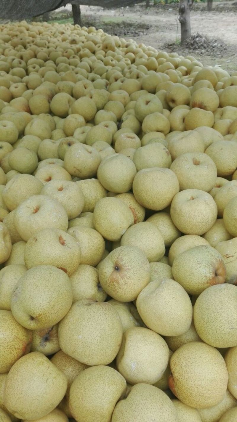 砀山梨350~400g光果