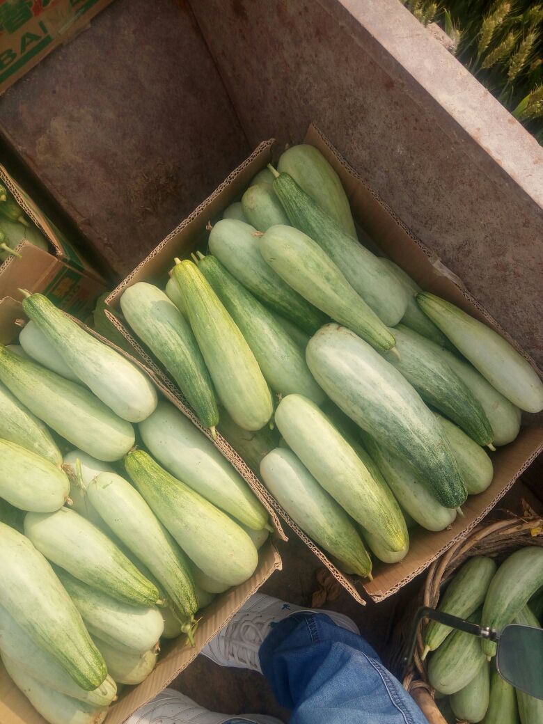 羊角脆甜瓜河南周口市扶沟县_批发_供应-一亩