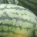 西瓜8斤打底8成熟1茬