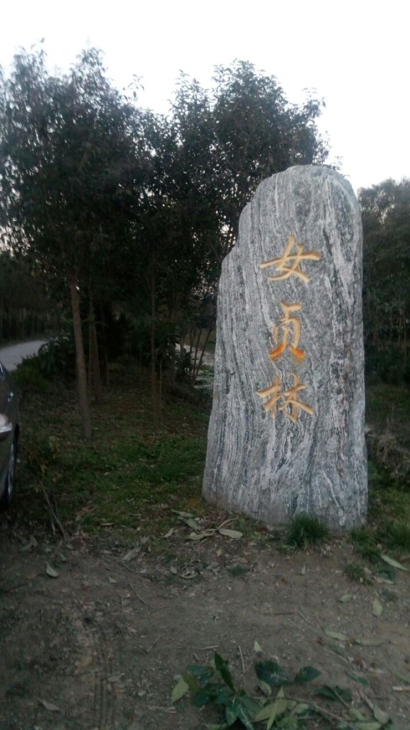高杆女贞4~6cm