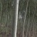 垂柳2~4cm4~6cm3.5~4米