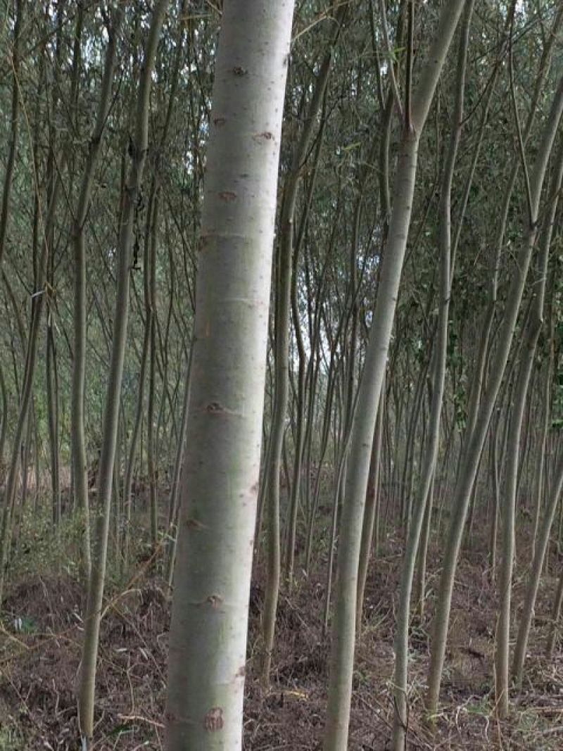 垂柳2~4cm4~6cm3.5~4米