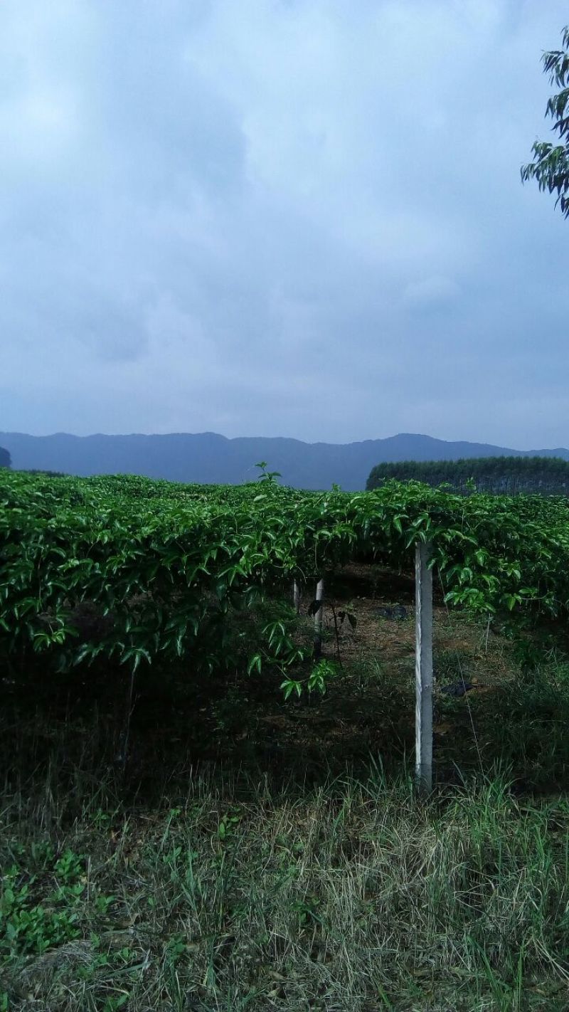 百香果紫果50~60g