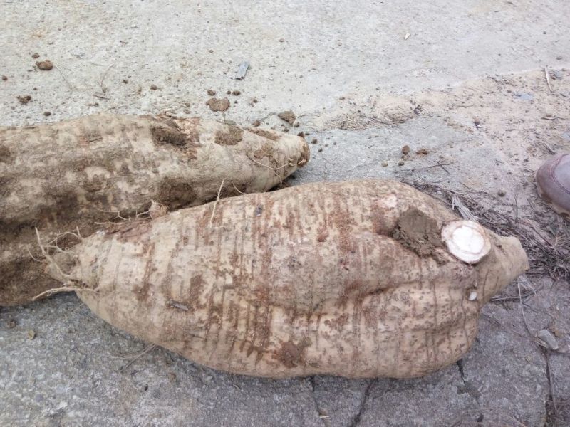 葛根无渣粉葛食材葛根菜葛