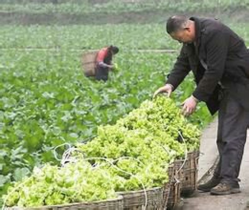 儿菜5两以上