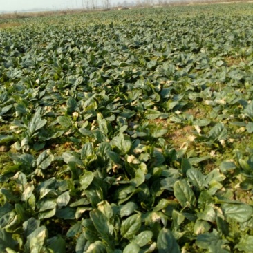 秋菠菜20~25厘米