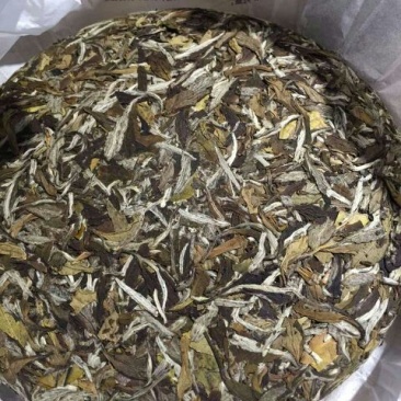 福鼎白茶