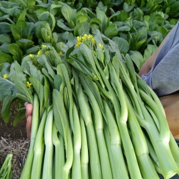 菜苔
