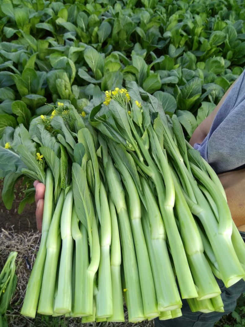 菜苔