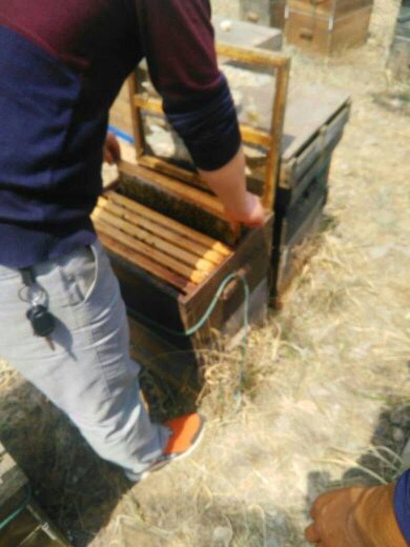 蜂蜜纯正槐花蜜，新货上市