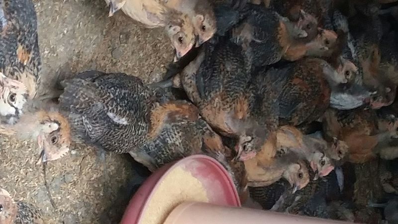 脱温鸡1斤以上