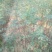 花椒苗0.5~1年