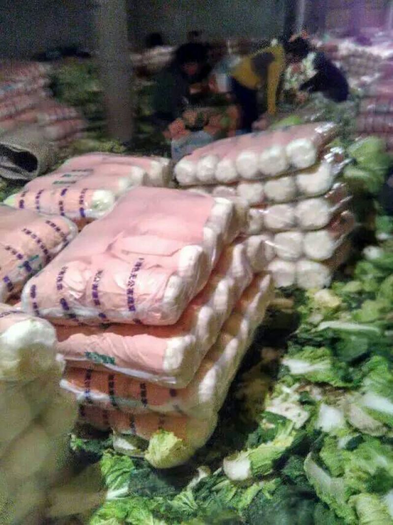 河北定州大白菜大量上市