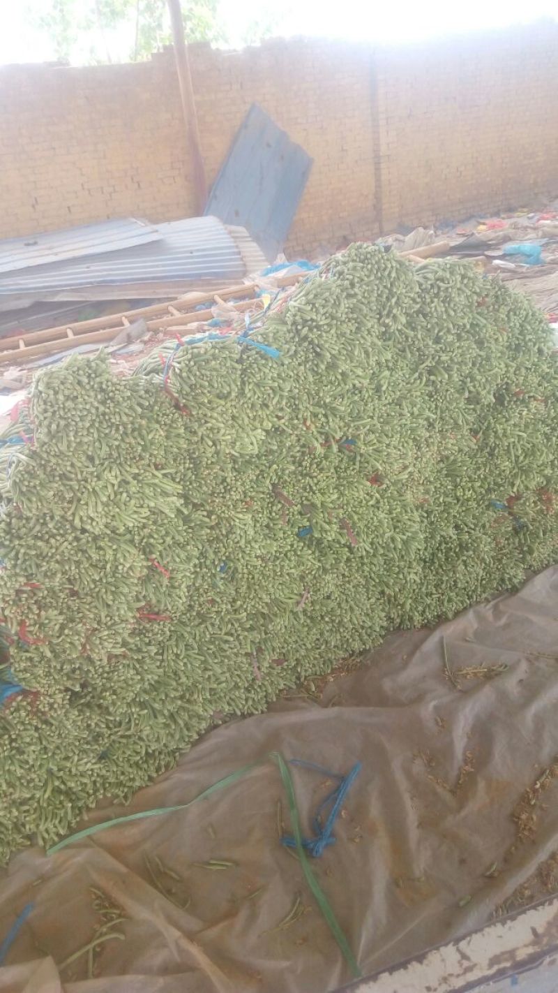 豆角精品，大量供应，货源充足，适合个大市场需求
